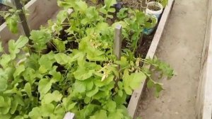 Прогулка по саду. Шпалеры для фасоли