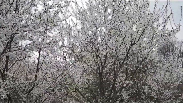 Один раз в год сады цветут🌸🌺🌸... смотреть онлайн