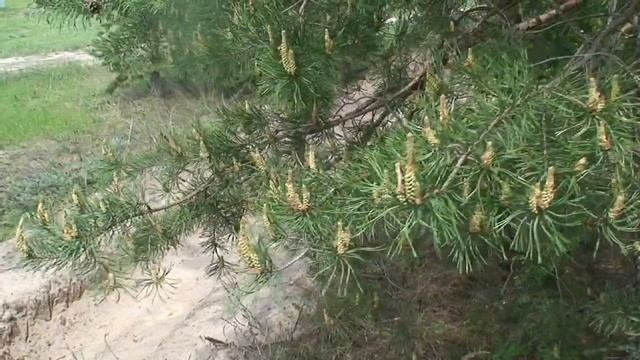 О пользе молодых побегов сосны смотреть онлайн