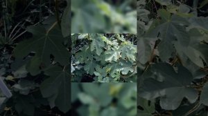 Тамбов, инжир в открытом грунте #shorts