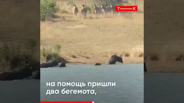 бегемоты пришли на помощь смотреть онлайн
