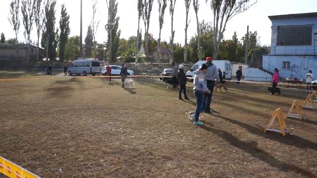 Выставка собак BEST Юниор 17.10.2015 смотреть онлайн