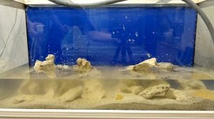 Запуск подарочного аквариума 200 литров.