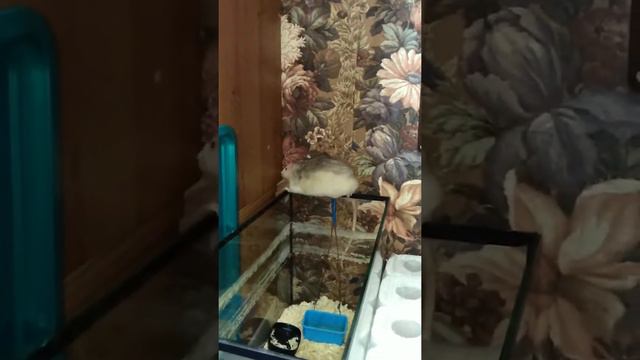 крыса лопает масло смотреть онлайн