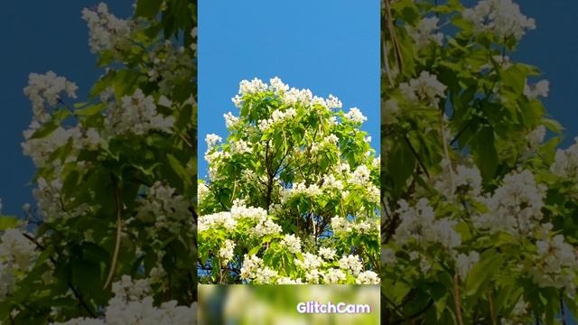 ВЕСЕННЯЯ КРАСОТА смотреть онлайн