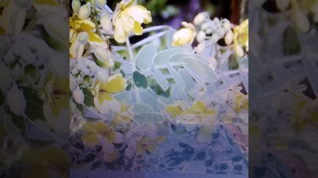 Сенна Мекканская: лечебные свойства и противопоказания. смотреть онлайн