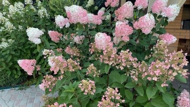 Осенняя подкормка для гортензии: чем и как подкормить! смотреть онлайн