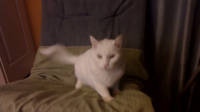 Amazing Super Loud Cat!!! How do you know your cat is deaf: Video 2 смотреть онлайн