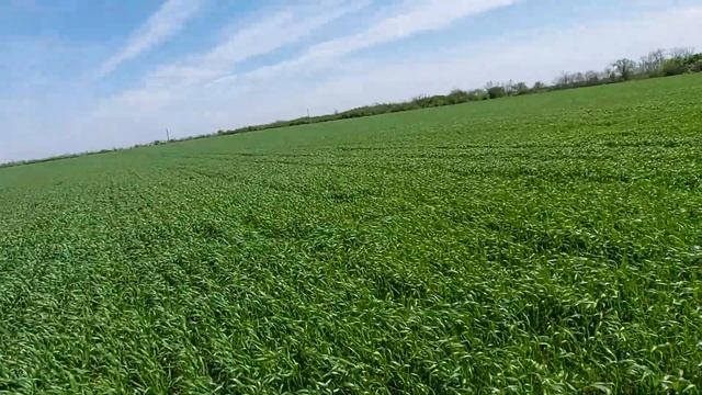 Сеялка или РУМ???Эксперимент на пшенице со сроками и способом внесения Амиачной селитры смотреть онлайн