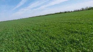 Сеялка или РУМ???Эксперимент на пшенице со сроками и способом внесения Амиачной селитры