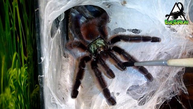 ТОП 10 ПТИЦЕЕДОВ для НОВИЧКА!!! Выбор первых пауков!!! смотреть онлайн