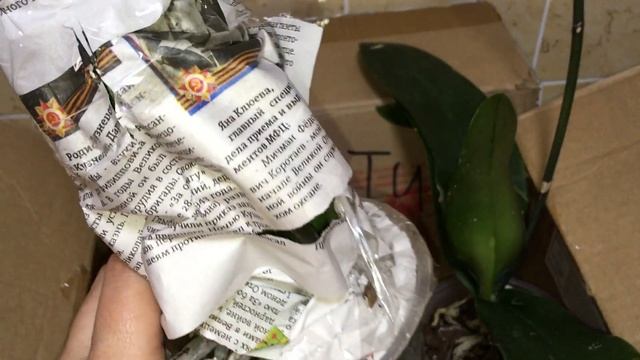 Орхидеи отцветашки Каскад. Немножко расстроена . смотреть онлайн