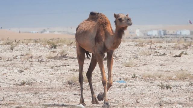When Camels Roamed North America смотреть онлайн