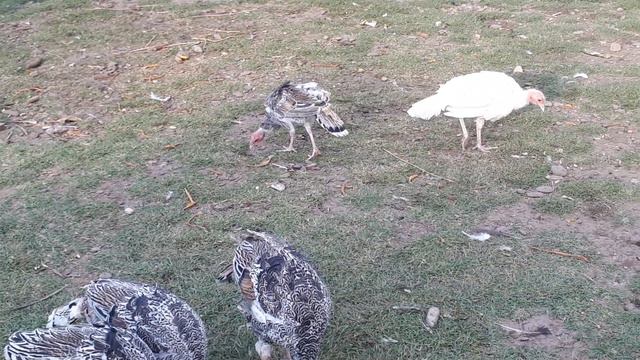 Гистомоноз ли это??? смотреть онлайн