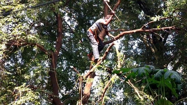 У меня добавилось седых волос, пока он работал.Как рубят деревья в США за 1200$ и в Индии за 6$ смотреть онлайн