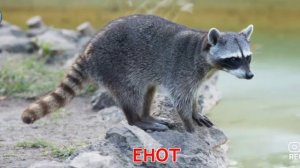 Карточки для малышей. Животные леса.