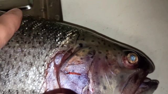 Свежая непотрошеная форель из Мурманска смотреть онлайн