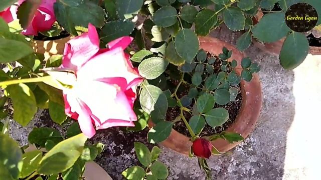 Rose Varieties, Marjorie Fair, New Black Delight, Nicole, by Garden Gyan смотреть онлайн