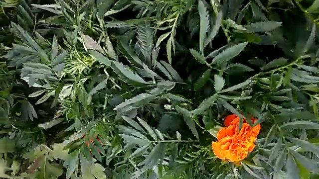 Вкратце о нематоде и природной защите... смотреть онлайн