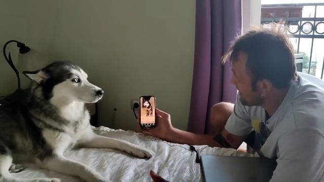 Хаски смотрит ролик с другой Хаски смотреть онлайн