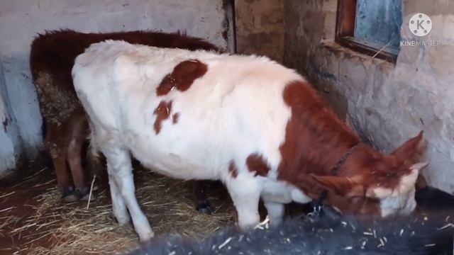 Утро Доброе ,Управка По Хозяйству смотреть онлайн