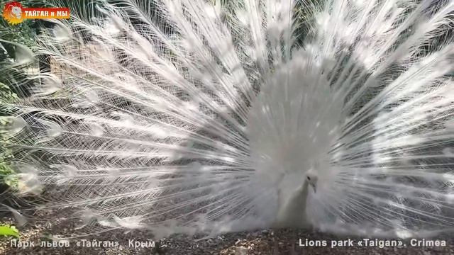 Новый голос Тайгана - павлины в шоке! ? Taigan’s New Voice - The Peacocks Are In Shock!