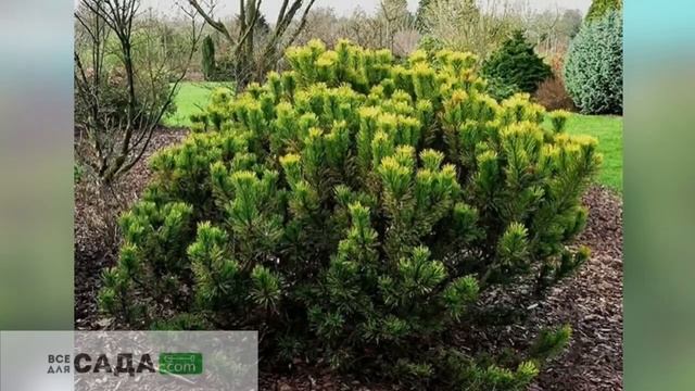 Обзор сосна горная Винтер Голд смотреть онлайн