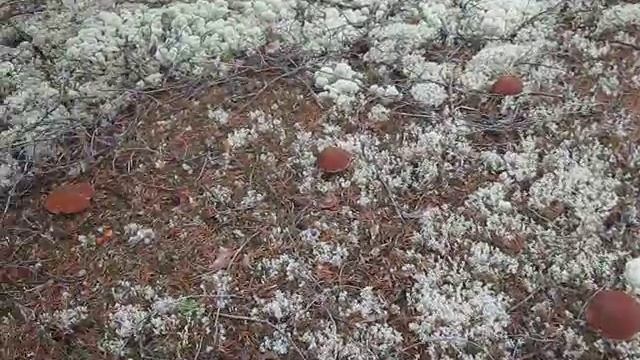 Белые грибы. Сезон. На любой вкус смотреть онлайн