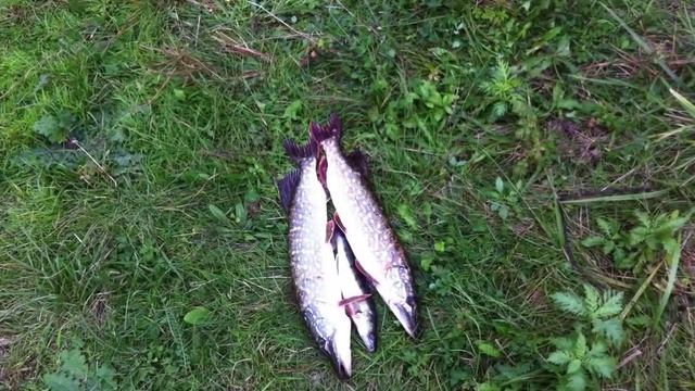 От создателей фен шуя Красный Кут и Компания. смотреть онлайн