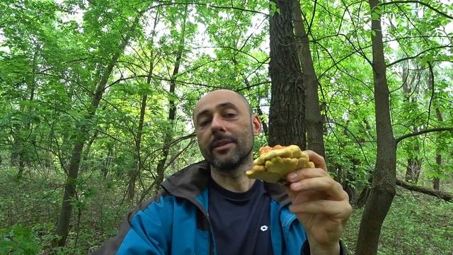 Трутовик серно-желтый Laetiporus Sulphureus. Как выглядит ТСЖ. Как и где найти Трутовик серно-жёлты
