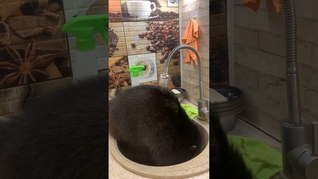 Мы разрушили гошенькин мир #енот #raccoon #енотдома #домашниеживотные #дом #животные #разрушения смотреть онлайн