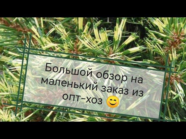 Обзор на Pinus parviflora 'Ogon-janome' из ин-т магазина Опт-хоз Сентябрь 2022 смотреть онлайн