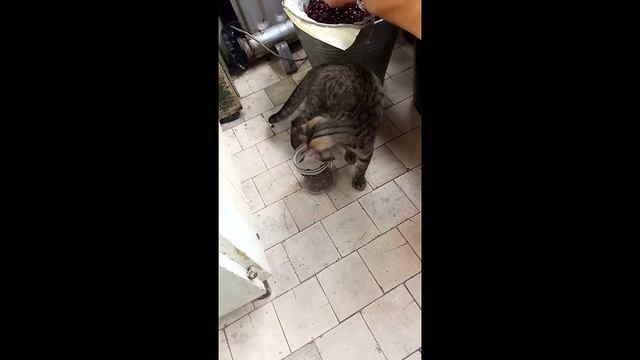 Котик Милан И переборка ягод смотреть онлайн