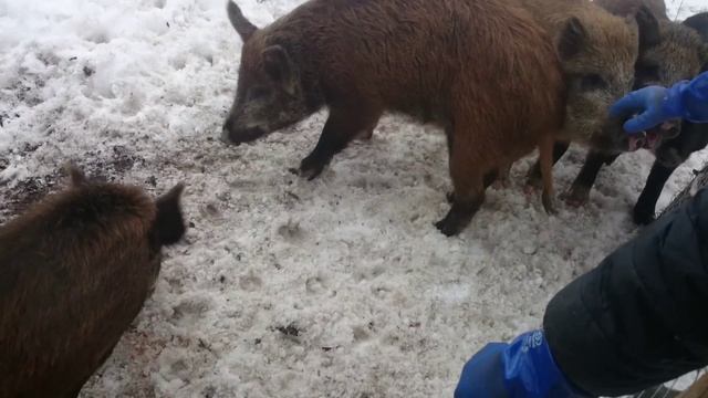 Разведение Диких кабанов смотреть онлайн