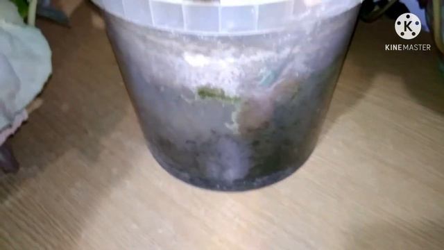 Удобрение FUJIMA на моих растениях - НАБЛЮДАЕМ!