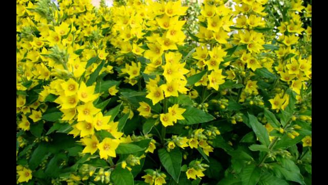 Наука и жизнь Непохожие вербейники смотреть онлайн