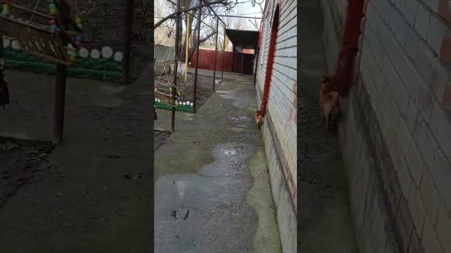 мотоблок СТАВМАШ дм195е Переделка часть 2 #переделкамотоблока#жизньвдеревне#топ#рекомендации#тракто смотреть онлайн