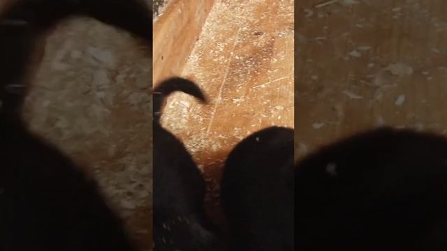 Щенки немецкой овчарки зовут маму смотреть онлайн