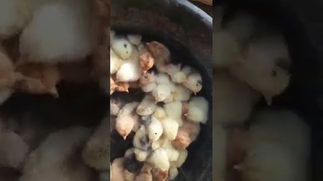 Brama Isabella chicks цыплята Брамы Изабелла #куры #товук #chicken #tovuqlar #brama #brahma #chick смотреть онлайн