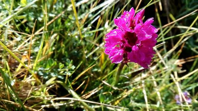 Anacamptis pyramidalis (Pyramid orchid) смотреть онлайн
