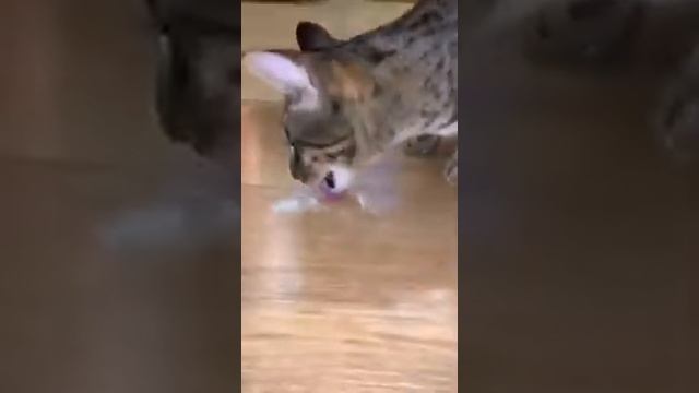 Способ питания животных продукцией Coral Club Кот ест Н 500 смотреть онлайн