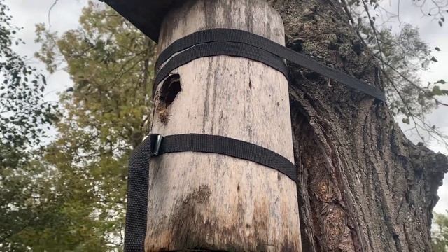 Шершни на пасеке смотреть онлайн