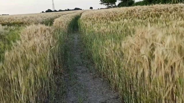 зреет рожь . смотреть онлайн