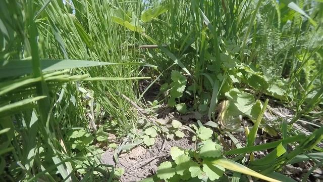 Жаворонок 150609 1 у ВВ 9