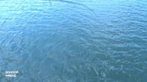 Ловим донскую селедку