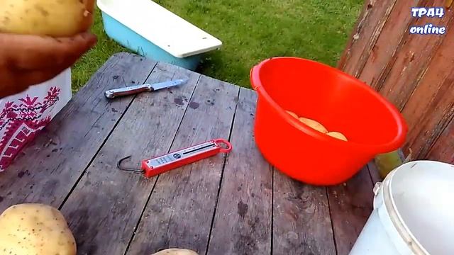 Неожиданный урожай картошки! смотреть онлайн