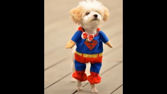 одежда для выставки собак смотреть онлайн