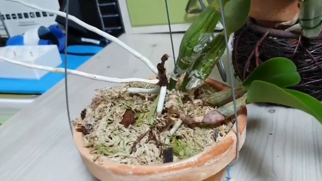 Cattleya Walkeriana, Cattleya Nobilior  Новички в коллекции.