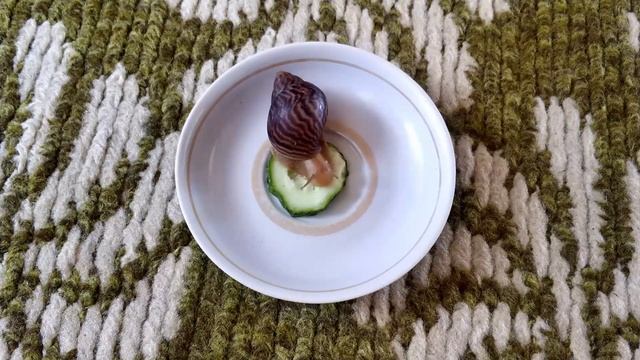 What do snails eat? ?/ Что едят улитки? смотреть онлайн