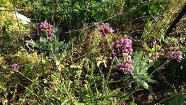 Verbena